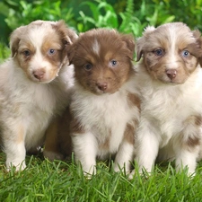 puppies, grass, Three
