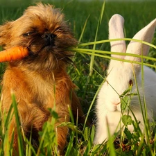 grass, Puppy, Rabbit, carrot