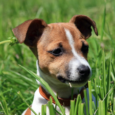 grass, Jack Russel Terrier