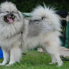 gray and silver, coat, Keeshond