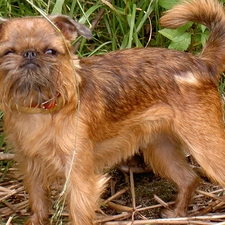 Brussels griffon, mouth