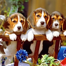 Puppies, Hurdle, Three
