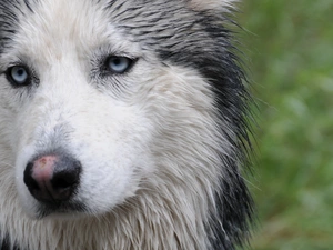 Siberian Husky, wet