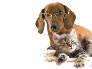 kitten, small, dachshund, Glasses