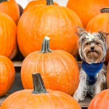 Loop, pumpkin, Yorkshire Terrier