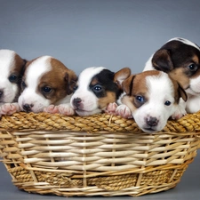 Lovely animals, basket, puppies, basket