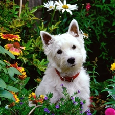 Maltese, Flowers, Garden, White, Maltese, dog