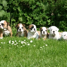 Bulldogs, Meadow, puppies