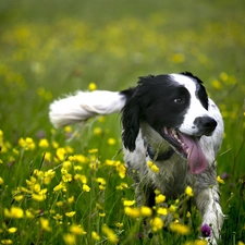Meadow, doggy