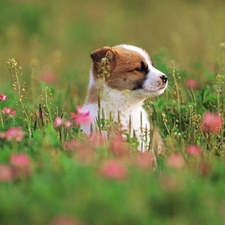 Meadow, Puppy
