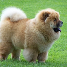 mouth, open, Chow chow, grass