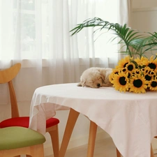 small, Nice sunflowers, interior, little dog, peace