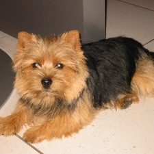 Norwich terrier, black and red