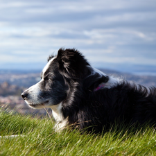 panorama, Meadow, dog, Border Collie, pastoral