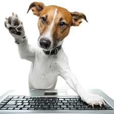 keyboard, paw, dog