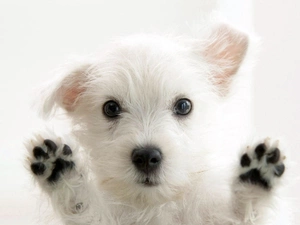 paws, doggy, White, small