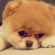 puppie, Pomeranian, sad