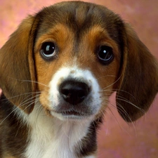 portrait, Beagle