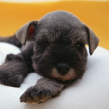 miniature Schnauzer, puppie, small, doggy