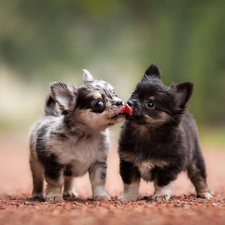 Puppies, sweet, Chihuahua, puppies