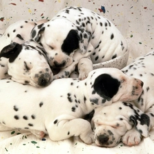 puppies, Dalmatians