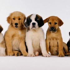 dogs, puppies, five