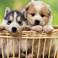 Siberian Husky, basket, Two cars, Puppies