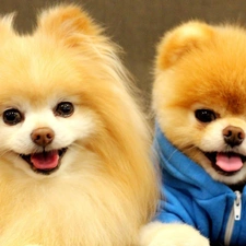 puppies, Pomeranian, Two cars