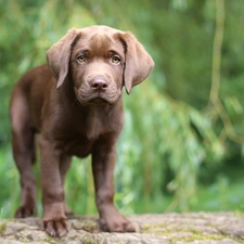 Labrador, Puppy, Brown