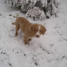 Puppy, snow, Retriever Nova Scotia