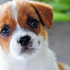 Puppy, Jack Russell Terrier, dog