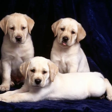 Labradors, retrievers, Three