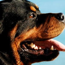 Rottweiler, mouth