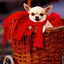 Scarf, Red, basket, Chihuahua