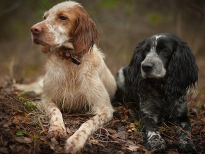 setter, Spaniel, Two cars, Dogs