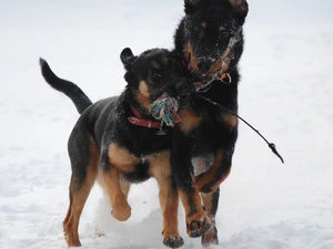 Shepherd French Beauceron, Two cars