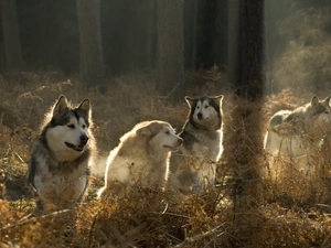 forest, Siberian Husky