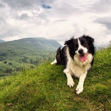 Sky, Clouds, Border Collie, Mountains