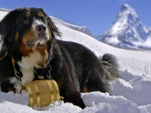 barrel, snow, dog