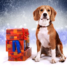 snow, incident, Beagle, gifts