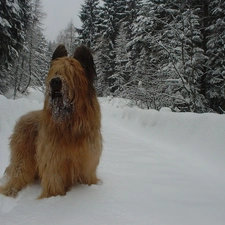 snow, Christmas, Shepherd French Briard