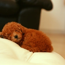 dog, sofa, sleepy