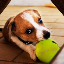 tennis, Do, dog, play, Ball