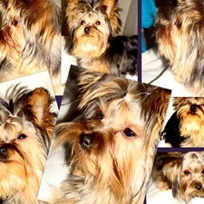 Yorkshire Terrier, collage