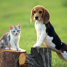 trees, Stems, doggy, viewes, kitten