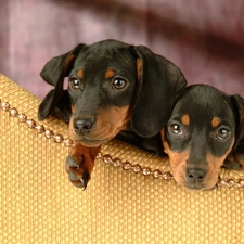 dachshunds, Two cars