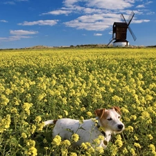 Windmill, Plants, dog, Field