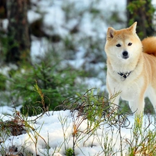 forest, winter, Akita