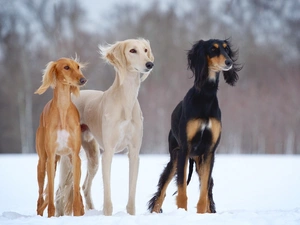 Persian, winter, Greyhound