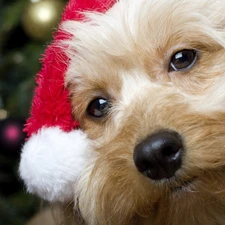 Yorkshire Terrier, christmas, dog, Santa